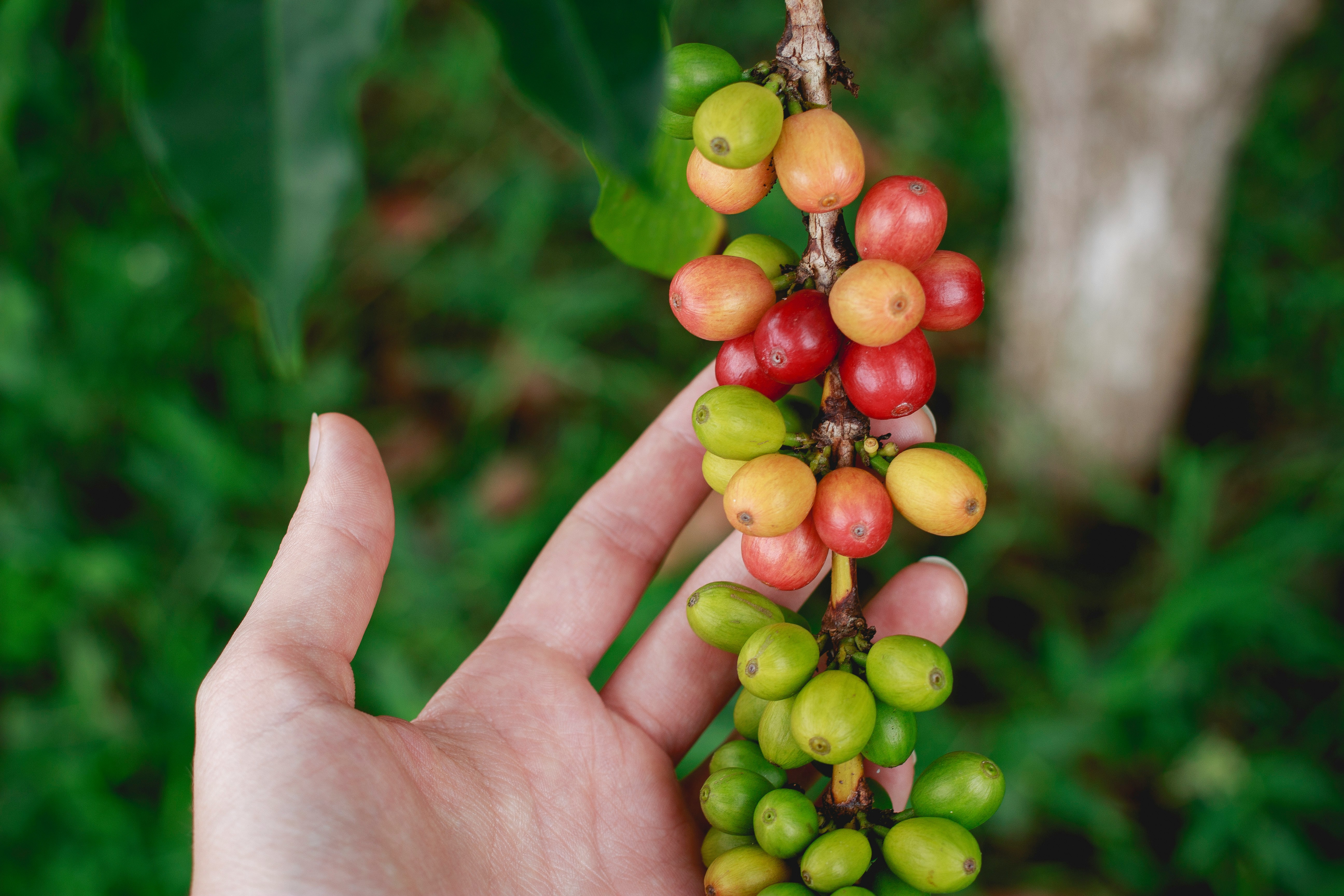 Coffee beans
